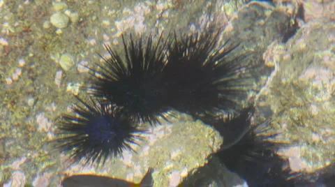 Sea urchins under rippled surface Stock Footage 1071846