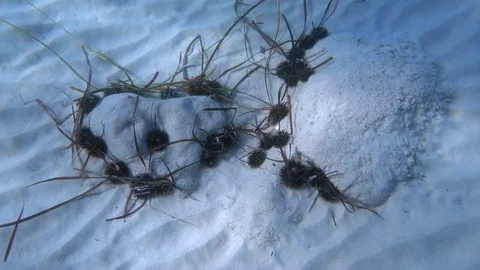 Sea urchins under the water Video stock 80647463