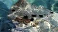 Sea urchins on underwater stones HD Footage