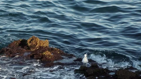 Sea view. Caspian gull (Larus cachinnans) walks on the rocks in the sea Stock Footage 159292546