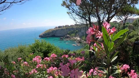 Sea view from the forest Stock Footage 237524865