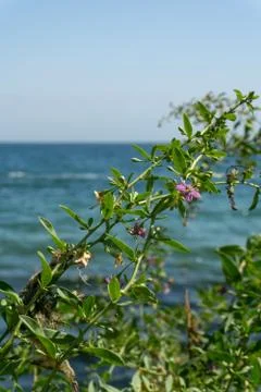 Sea view Stock Photos