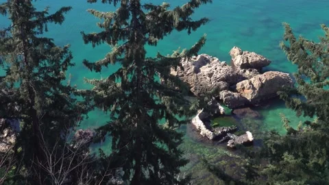 Sea view with pine trees growing near. Stock Footage 169579018