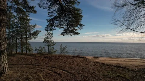 Sea ​​view from the sandy coastline with pine trees. Stock Footage 163701339