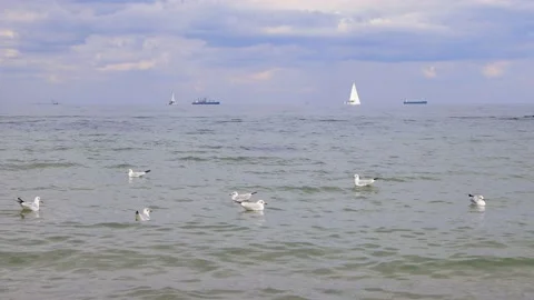 Sea view with seagulls Stock Footage 168497449