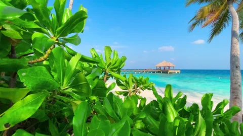 Sea view through the branches of tropical leaves, Comoros Stock Footage 239004737