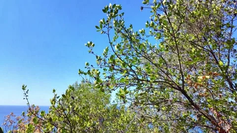 Sea view through coastal trees, shrubs and cactus along hiking trail Stock Footage 345266044