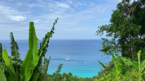 Sea view through dense green thickets. Stock Footage 230083856