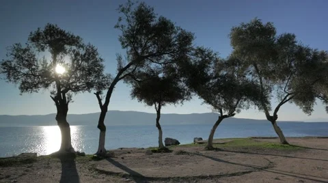 Sea view through the olive trees glowing in sunset light in a summer day 4k Video stock 58738978