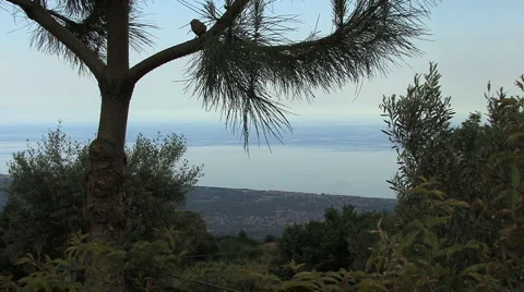 A sea view through a pine branch Stock-Footage 2341823