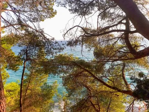 Sea view through pine branches in Croatia Stockfoto's
