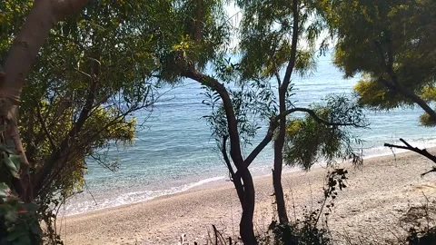 Sea view through the trees Stock Footage 306573709