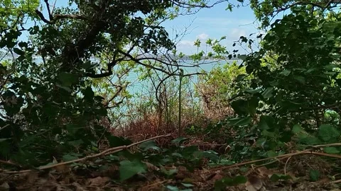 Sea view through trees with sunlight, coastal forest in Brittany Stock Footage 332948430