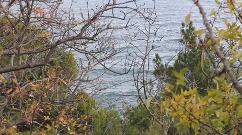 Sea view through the undergrowth 2 Stock Footage 44150262