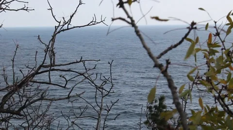 Sea view through the undergrowth 스톡 동영상 44150499