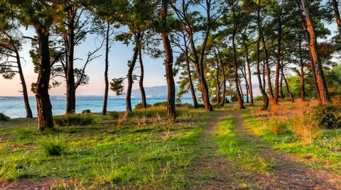 Sea view through the zooming pine trees glowing in sunset light in a summer Stock Footage 60145329