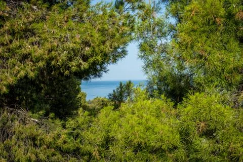 The Sea viewed through the gap between the trees in Malaga, Spain, Europe Stock Photos