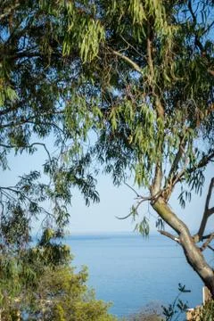 The Sea viewed through the gap between the trees in Malaga, Spain, Europe on  Stock Photos