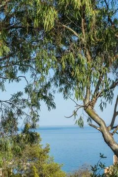 The Sea viewed through the gap between the trees in Malaga, Spain, Europe on  Stock Photos