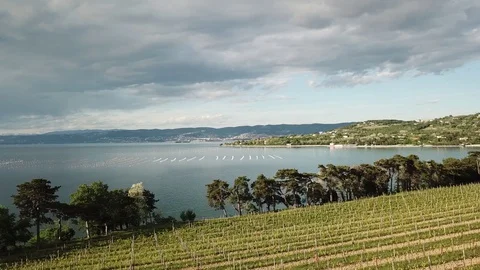 Sea with Vineyard Video stock 129755640