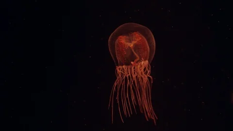 Sea Wasp Jellyfish floating in dark water 库存影片 115001353