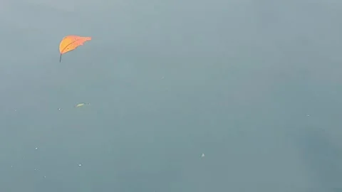 Sea water current carrying floating green leaves in the ocean. Stock Footage 346573801