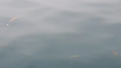Sea water current carrying floating green leaves in the ocean. Stock Footage 346574233