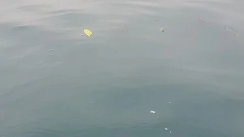 Sea water current carrying floating green leaves in the ocean. Stock Footage 346574403
