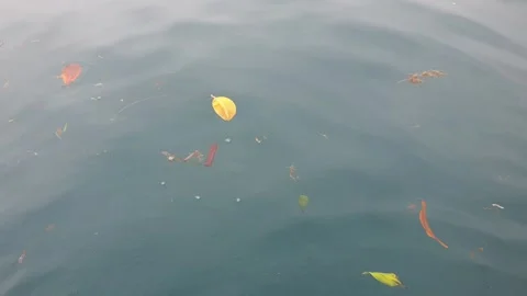 Sea water current carrying floating green leaves in the ocean. Stock Footage 346574448