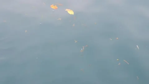 Sea water current carrying floating green leaves in the ocean. Stock Footage 346574527