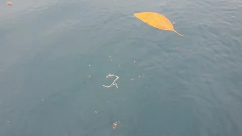 Sea water current carrying floating green leaves in the ocean. Stock Footage 346574755