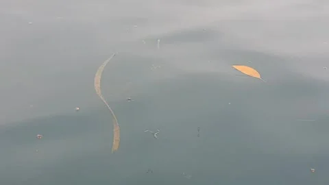 Sea water current carrying floating green leaves in the ocean. Stock Footage 346574807