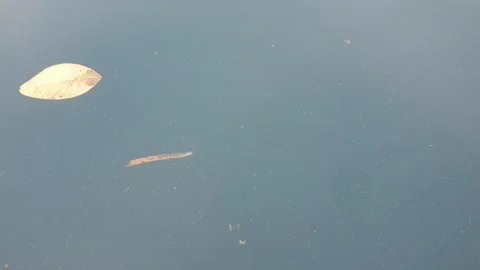 Sea water current carrying floating green leaves in the ocean. Stock Footage 346574833