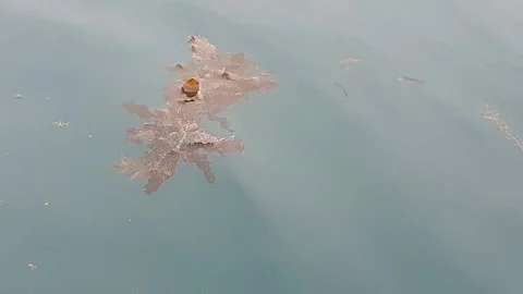 Sea water current carrying floating green leaves in the ocean. Stock Footage 346575987