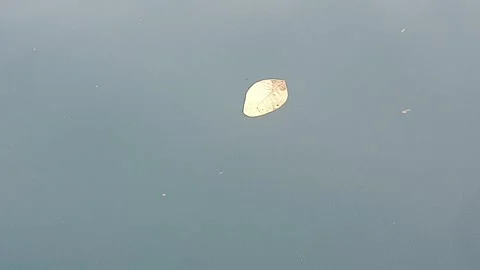 Sea water current carrying floating green leaves in the ocean. Stock Footage 346575989