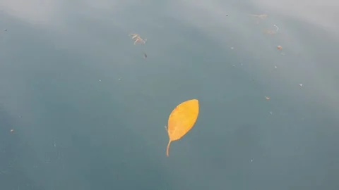 Sea water current carrying floating green leaves in the ocean. Stock Footage 346576000