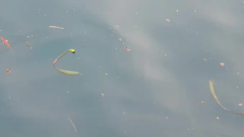 Sea water current carrying floating green leaves in the ocean. Stock Footage 346576193