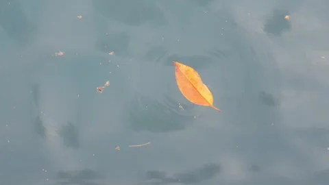 Sea water current carrying floating green leaves in the ocean. Stock Footage 346578194