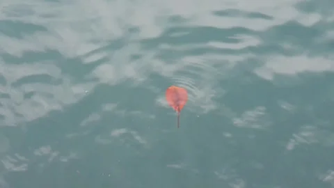 Sea water current carrying floating green leaves in the ocean. Stock Footage 346578201