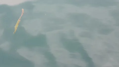 Sea water current carrying floating green leaves in the ocean. Stock Footage 346578364