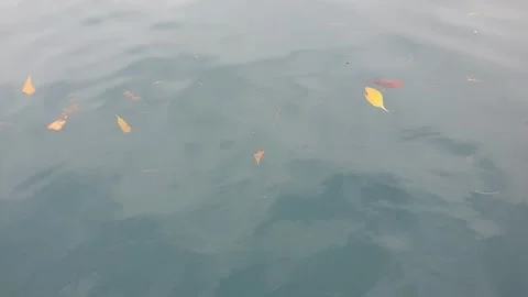 Sea water current carrying floating green leaves in the ocean. Stock Footage 346579007
