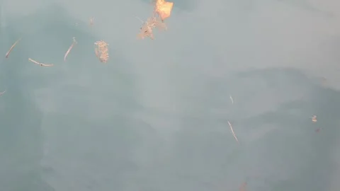 Sea water current carrying floating green leaves in the ocean. Stock Footage 346579143