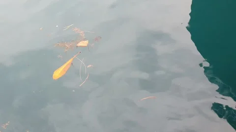 Sea water current carrying floating green leaves in the ocean. Stock Footage 346579212