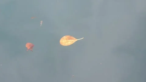 Sea water current carrying floating green leaves in the ocean. Stock Footage 346579377