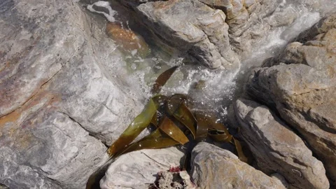 Sea water flowing between rocks at Olifantsbos Beach at Cape Point Stock Footage 324655481