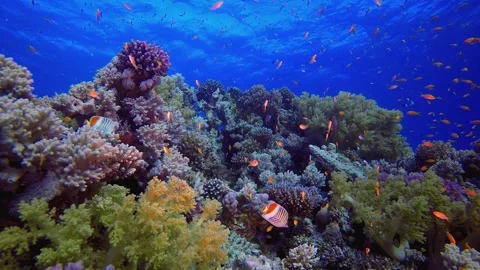 Sea Water Ocean Corals Stock Footage 330942380