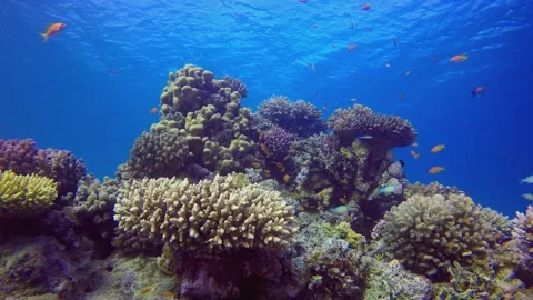 Sea Water Ocean Corals Stock Footage 341899304