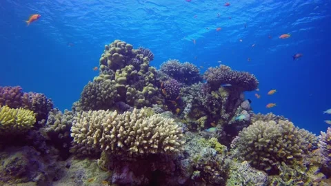 Sea Water Ocean Corals Stock Footage 342180905