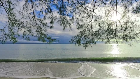 Sea water reflection of sun light ray with pine tree leaf at summer beach Stock Footage 171180283