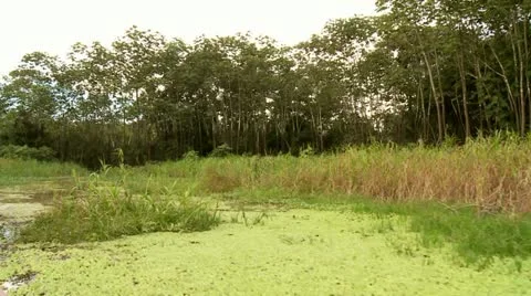 Sea With Waterplants (Amazon River) Stock Footage 10899954